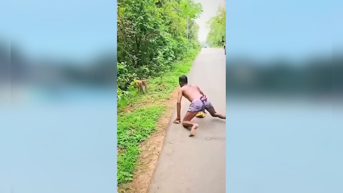 जंगल में बंदर बनकर पहुंचा शख्स, हाथ में ले रखा था केला, तभी आ गए असली बंदर, यूं घुड़की देकर उ – News18 हिंदी
